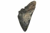 Partial, Fossil Megalodon Tooth - South Carolina #171159-1